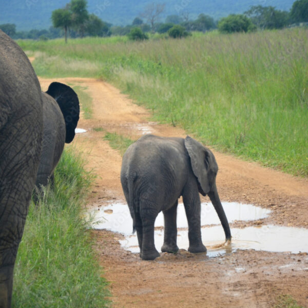 4 Days / 3 Nights (Serengeti & Ngorongoro crater)