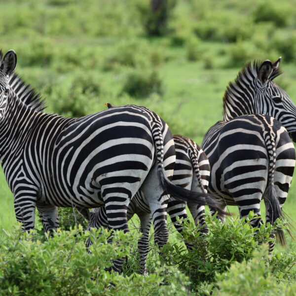 2-Day Epic Mikumi & Uluguru Mountains Safari by Sgr