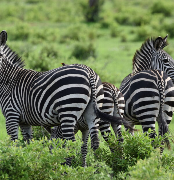 4-Days Private Safari to Selous Game Reserve (Nyerere NP)
