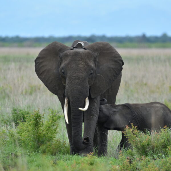 5 Days Tanzania Safaris-BIG FIVE SAFARIS (Serengeti & Ngorongoro crater)
