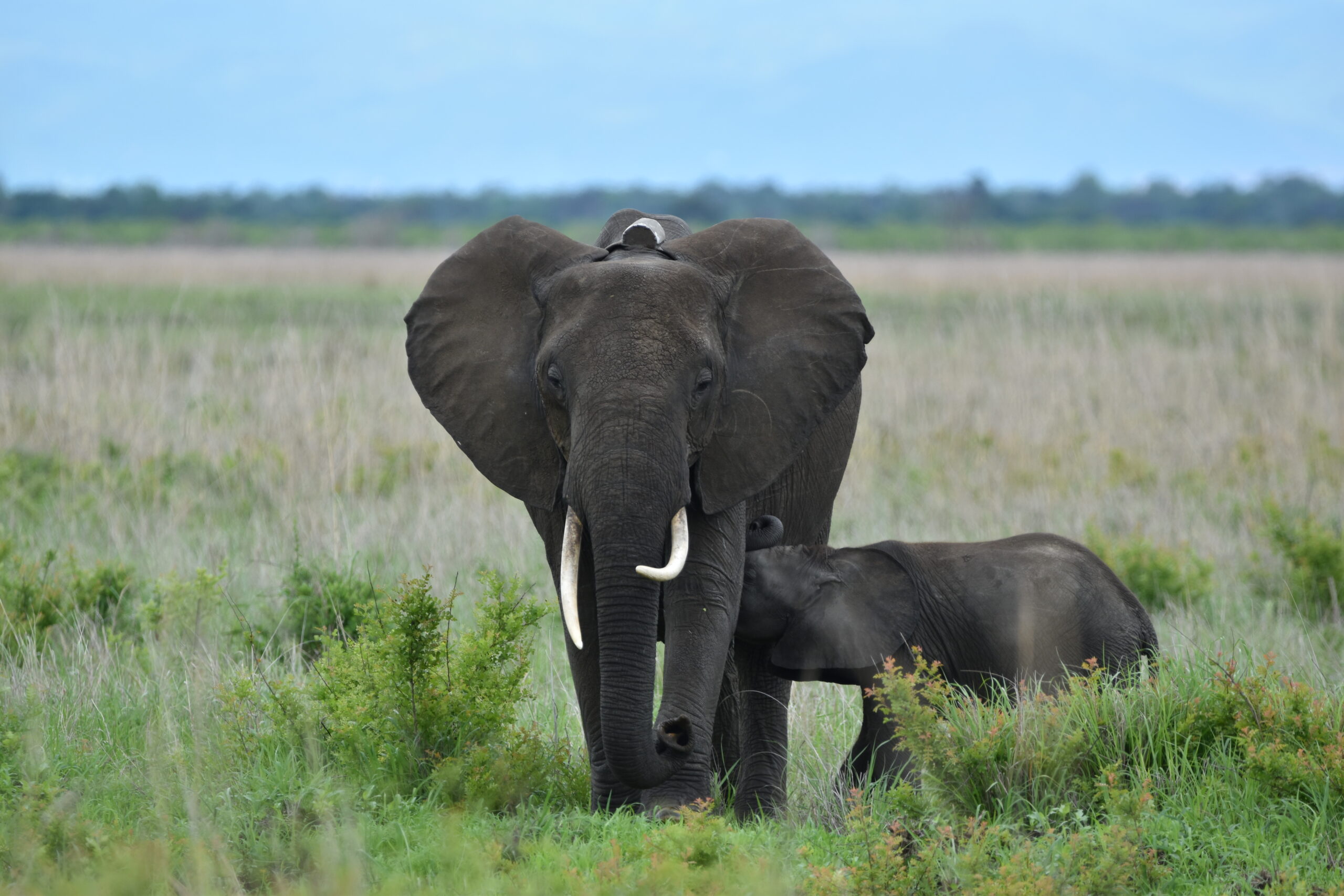 5 Days Tanzania Safaris-BIG FIVE SAFARIS (Serengeti & Ngorongoro crater)