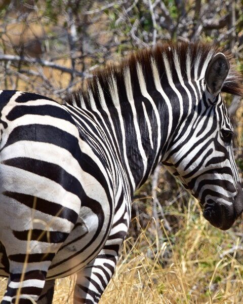 2 Days Safaris in Arusha National Park from Ruaha National Park