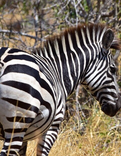 6 Days selous(Nyerere National Park) & Mikumi National Park