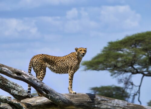 5 Days Explore Selous (Gm)&Kilwa Kisiwani and Songomnara