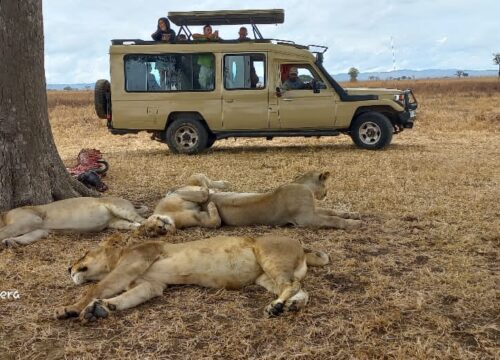 Awesome Mikumi National Park from Morogoro