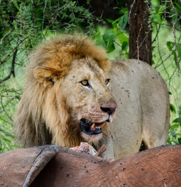 3 Days / 2 Nights (Serengeti & Ngorongoro crater)