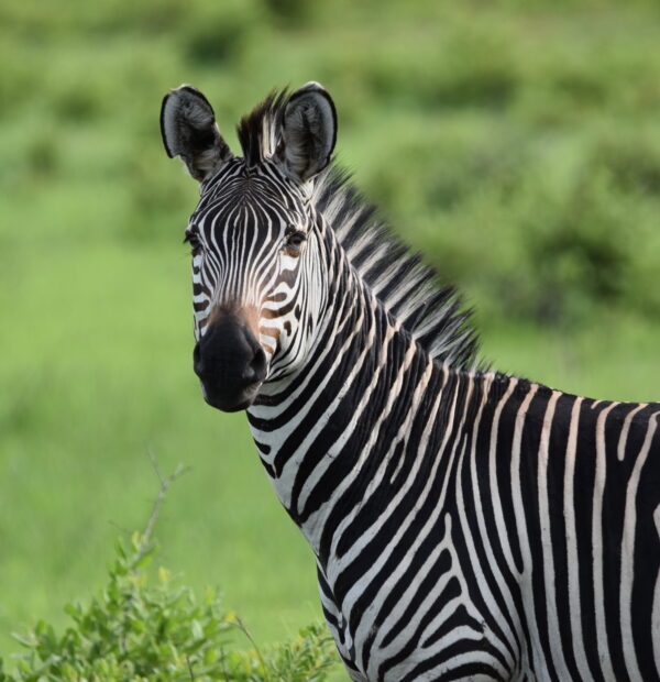 4-Days Southern Circuit Mikumi and Selous (Nyerere NP)