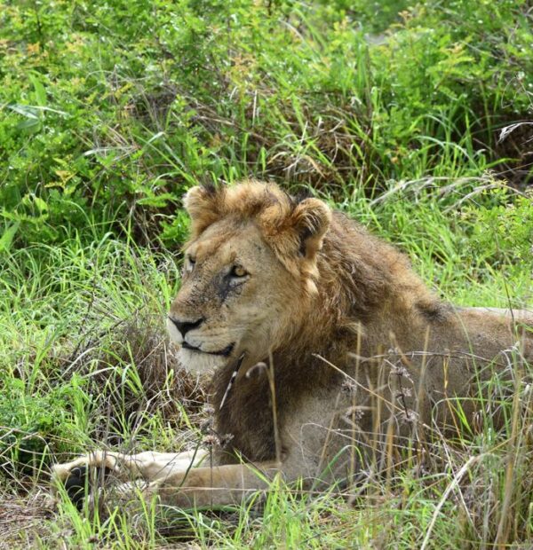3-Day 2 Nights Home of Lion(Ruaha National Park)