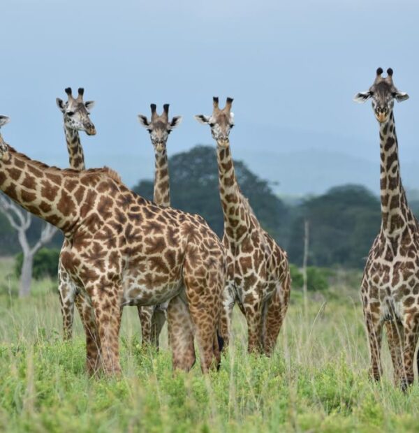 3-Days 2 Nights Mikumi NP Game Drive and Night Game Drive