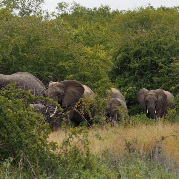 4 Days Awesome Ruaha National Park