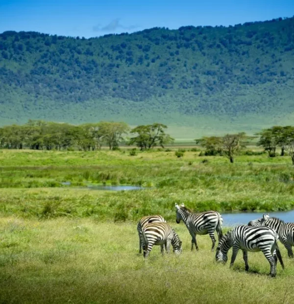 3-Day Selous (Nyerere NP)Boat, Game Drive & Walking Safari