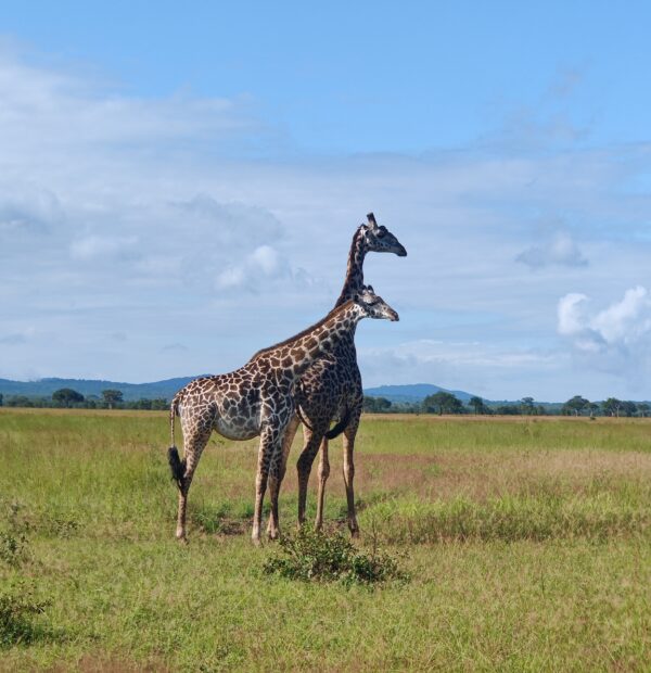3 Days 2 Nights Nyerere National Park Safari by flight