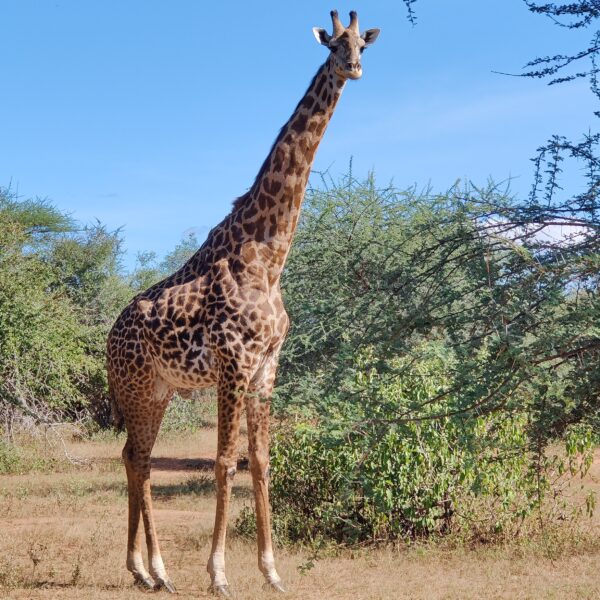 Duration 4 days 3 nights (Arusha, Serengeti and Ngorongoro crater)